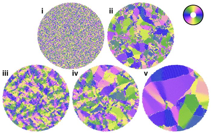 Growing cell colonies colored by orientation, showing how particle tip shape controls nematic order