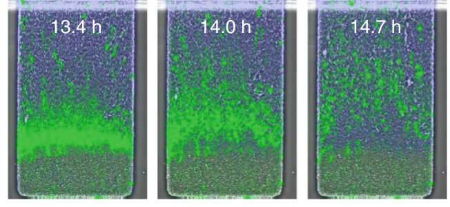 Time-lapse fluorescence images of a bacterial colony developing metabolic layering (13.4–14.7 h)