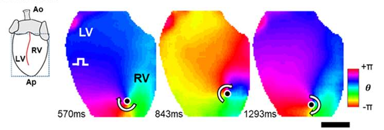 Optical mapping of rotating spiral waves in cardiac tissue